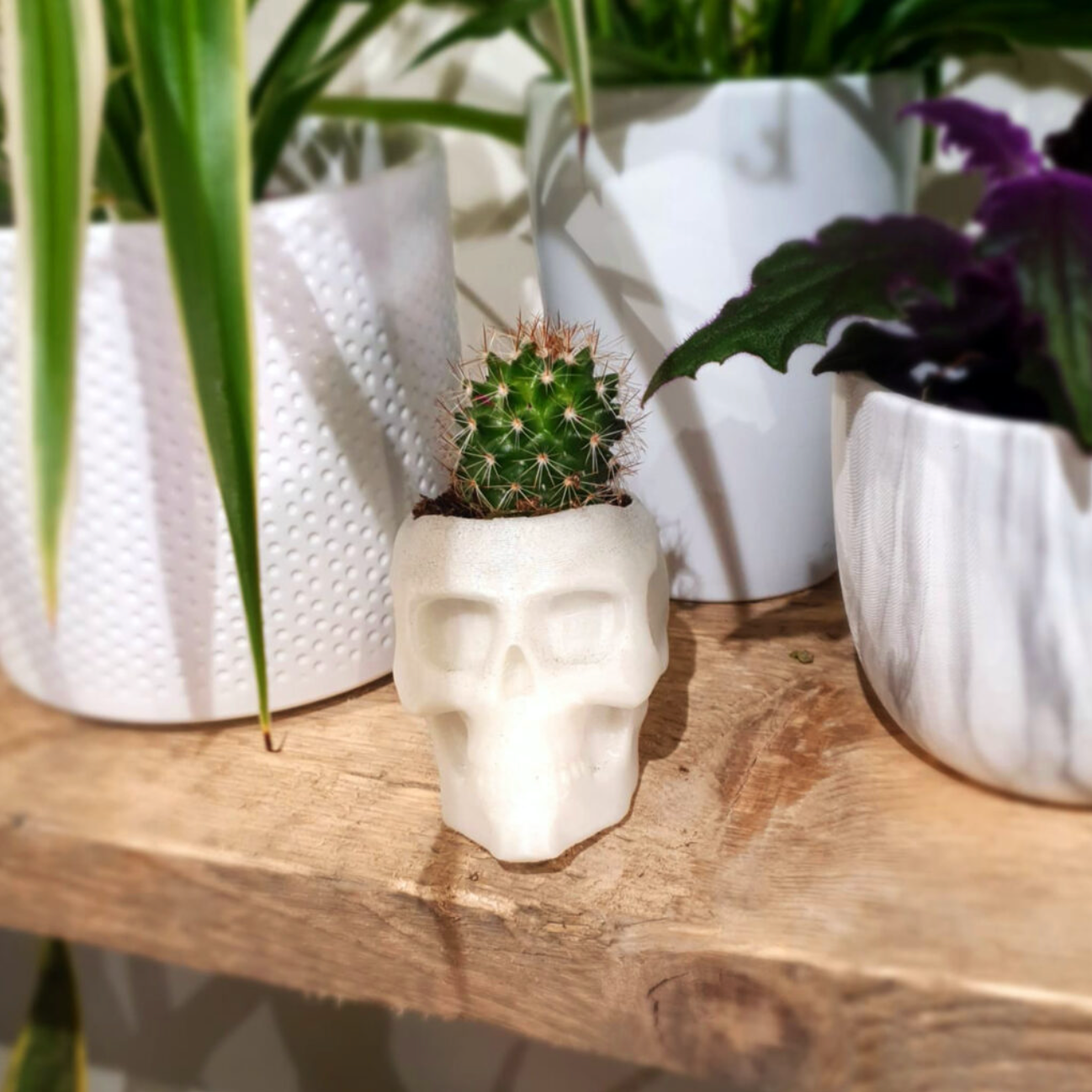 Cactus or Succulent Glow Skull